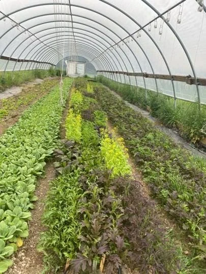 Flower varieties growing in a trial garden