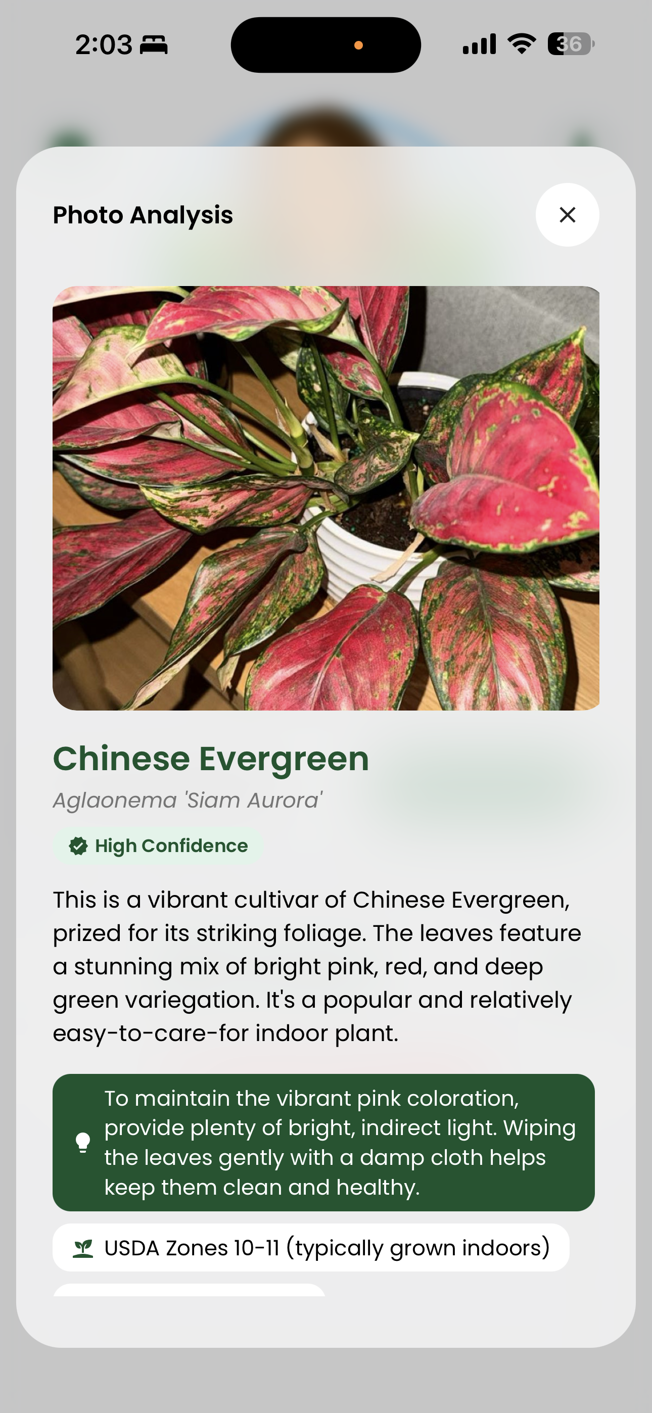 Plant identification - Chinese Evergreen