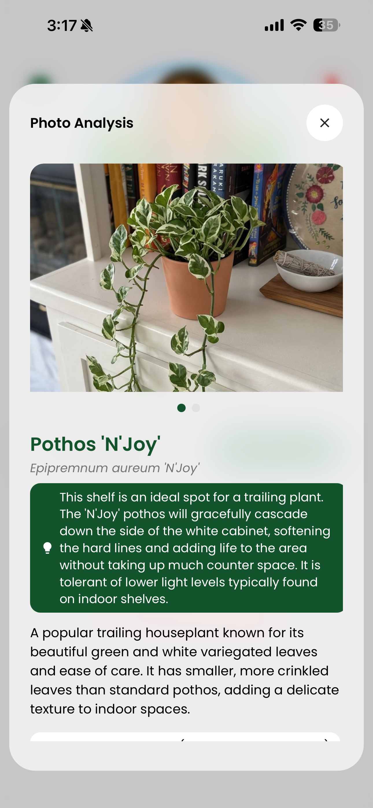 Plant suggestion for shelf space