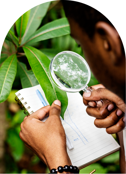 Examining plant leaves closely