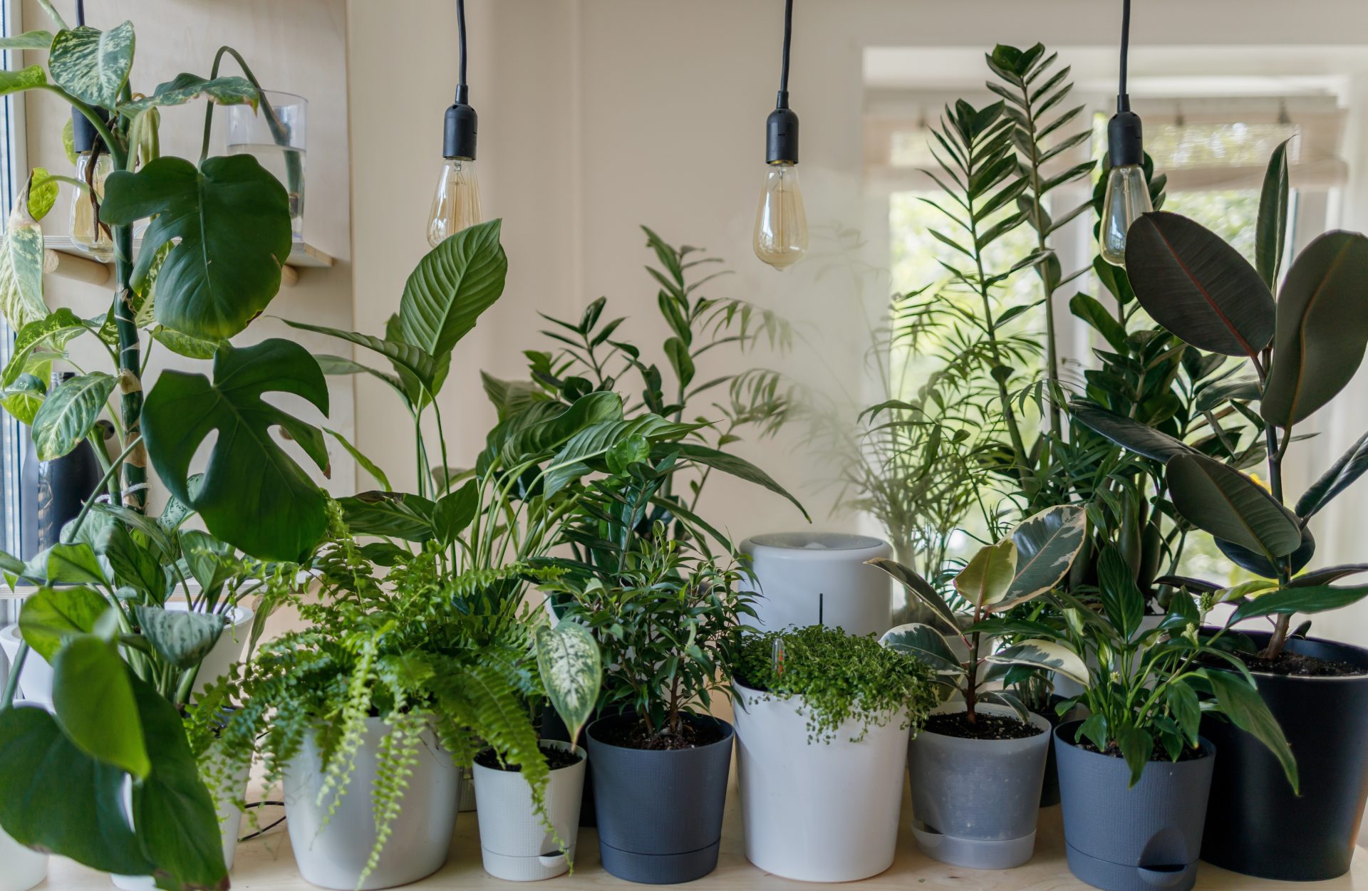 5 Ways to Help Your Plants Chill Out in The Summer