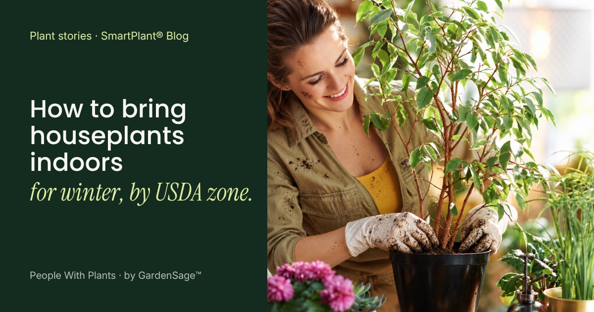 A smiling gardener in gloves repots a leafy houseplant indoors, beside the headline How to bring houseplants indoors for winter, by USDA zone.