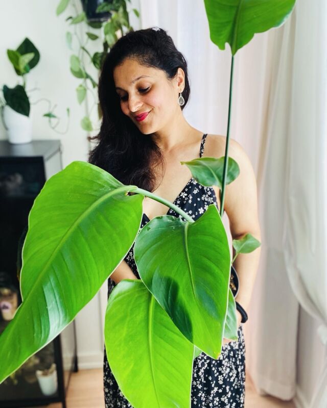 How have plants changed your life?“My plants are my safe haven!! It’s a privilege to be called a plant mom among my friends 💚 And my journey with them began back in 2020.It was kind of an addiction in a good way I would say 😇 they helped me cope with my anxiety & fear back then.In 2021 I packed my suitcases 🧳 bid goodbye to my sweet plants (that are now at my parents house) and relocated to Copenhagen, DK because of work. I slowly started to fill my house with pothos, then came the philodendrons, the Alocasias & the anthuriums 🙈 with a blink of an eye my house and my life was taken over by these high-maintenance drama kings and queens 😅I now have around 200+ plants in my apartment, the aroids sit in the green house cabinet like the elite group 🥸 some of them take the window seat & rest of them are happy being seated next to the couch & On a bamboo shelves in my living room.What have plants done for me?
🌱 Cheered me up
🌱 Reduced my anxiety
🌱 Spread good vibes & you instantly feel that positivity being surrounded by them
🌱 Taught me patience & to root for oneself
🌱 Made my house a homeIn short, I could say that they are the best thing that has ever happened to me! 😇A message from me and my plants “ we may be of different shape, size & colour. Somedays we might need extra care and on other days we are on our own, no matter what we always root for each other & we always make space for new people and things that we care about we all have one thing in common to give and that’s Love ❤️”-Ramya
📸: @ramya_plantworld
📍Copenhagen, Denmark