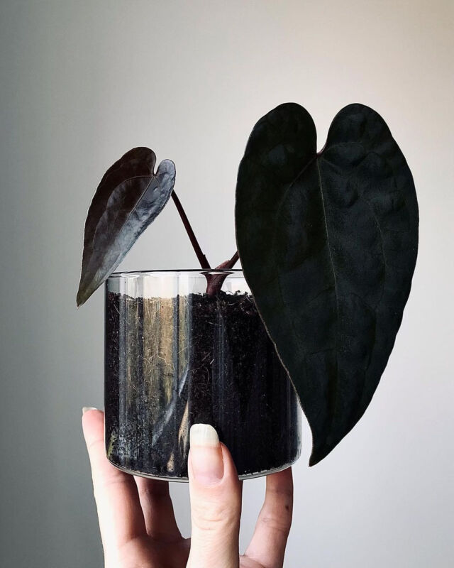 The dark knight of any plant collection. 🖤⁠
⁠
• A C E  O F  S P A D E S  D A R K  F O R M • ⁠
____________⁠
#SmartPlantCare for #anthuriumaceofspades #aceofspades⁠
⁠
💧 Keep the soil consistently moist but not waterlogged⁠
🌞 Provide bright, indirect light⁠
🌿 Use well-draining soil with good airflow around the roots⁠
🌡️ Keep temperature between 65 to 75°F⁠
🍃 Regularly clean leaves with a damp cloth⁠
⁠
Want more expert care tips? We’re about to launch an AI-powered garden app 👀 Join the waitlist by tapping the link in our bio!📲⁠
⁠
📷: @greenifywithplants⁠
⁠
#blackplants #blackplantlovers #blackplantcollection #blackplantas #rareplants #uniqueplants #coolplants
