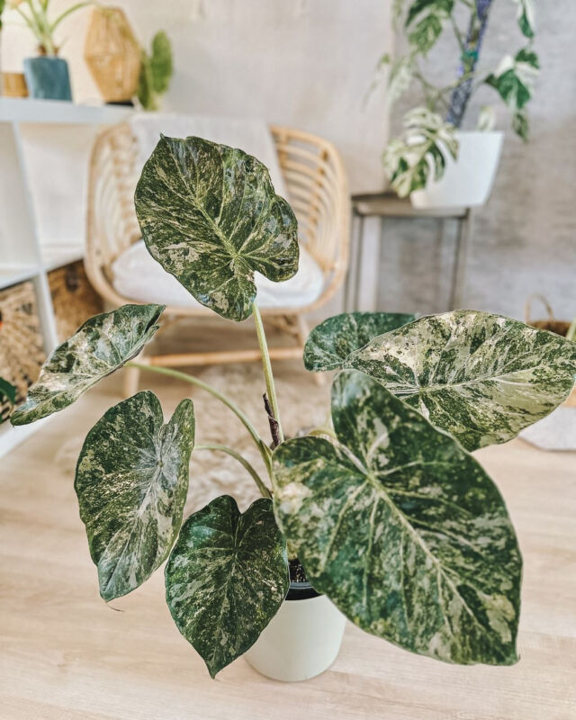 Stealing the show with speckled leaves! 🍃⁠
⁠
• A L O C A S I A  W E N T I I  V A R I E G A T E D • ⁠
____________⁠
⁠
#SmartPlantCare for #alocasiawentiivariegated⁠
⁠
💧 Water regularly to keep soil evenly moist⁠
☀️ Provide bright, indirect light⁠
🌡️ Keep in a warm environment (68-77°F) ⁠
🌱 Use a well-draining, rich soil mix with perlite or coco coir⁠
🌿 Fertilize every 2-3 weeks during the growing season ⁠
⁠
Learn more about caring for unique plants like the Alocasia wentii with the Smart Plant & Tree Care app! Link in bio. 📲⁠
⁠
📸: @foxes.and.plants⁠
⁠
#alocasia #alocasiawentii #alocasiawentiivariegata #alocasiawentiipinkfreckles #alocasialover #alocasiaaddict⁠
#plantcare #smartplanthome #peoplewithplants #smartplantcare #plantcaretips #plantcareisselfcare #plantcare101 #planttips #planttipsandtricks