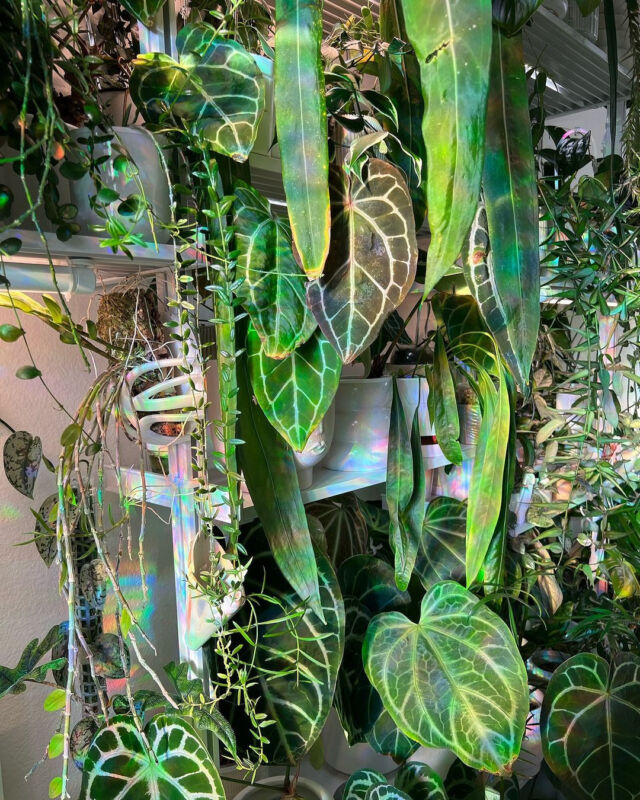 Rainbow reflections 🌈✨🍃⁠
⁠
📸: @cyrilcybernated⁠
⁠
#hangingplant #houseplantslover  #houseplantsmakepeoplehappy  #indoorplantdecor  #indoorplant #newplants #plantgoals#plantcare #indoorplants #indoorplantsdecor #indoorplantsofinstagram #plantsplantsplants #plantdecor #plantdecoration #houesplants #houseplantdecor