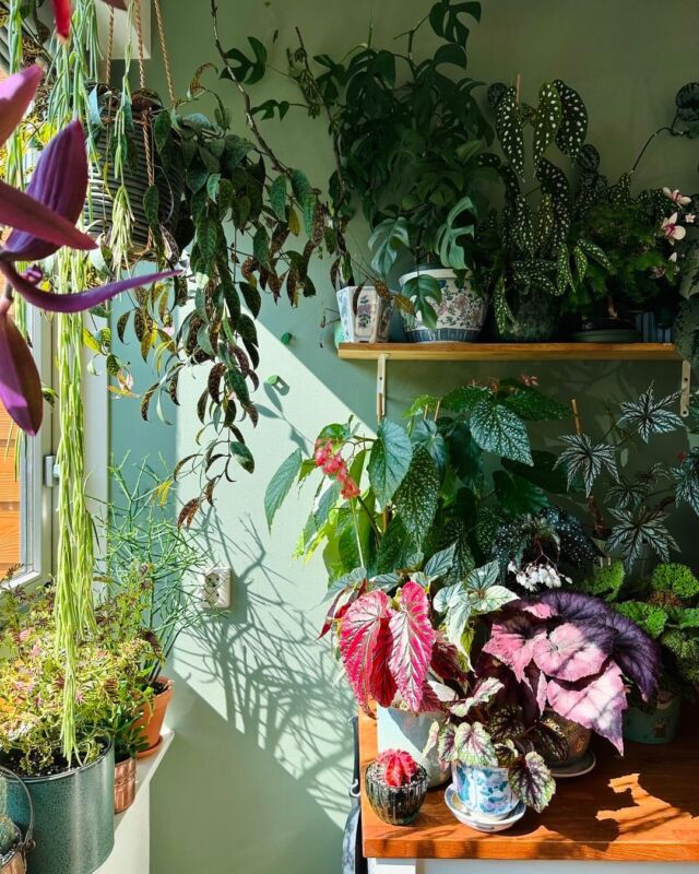 I don't have to travel for my tropical jungle 🌴⁠ we have it at home!⁠
⁠
📸: @dehuistijgerin⁠
⁠
#hangingplant  #houseplantslover  #houseplantsofig #indoorplantdecor #smartplanthome #plantshelfie #plantwall #plantshelf #plantdecor #plants #trailingplants #indoorplantdecor #houseplanthome #alltheplants #plantyspaces