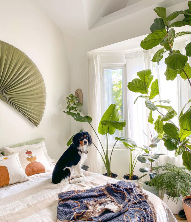 Don’t judge me if I never get out of bed again🪴 🐶 ⁠
⁠
📸: @leaves.and.bones⁠
⁠
#myplantstyle #petsandplants #dogsandplants #apartmenttherapy #urbanjunglebloggers #minibernese #houseplantclub #myplants #myinteriorstyle #indoorplants #furrybotanist #welovehouseplants #plantlife #indoorplantdecor
