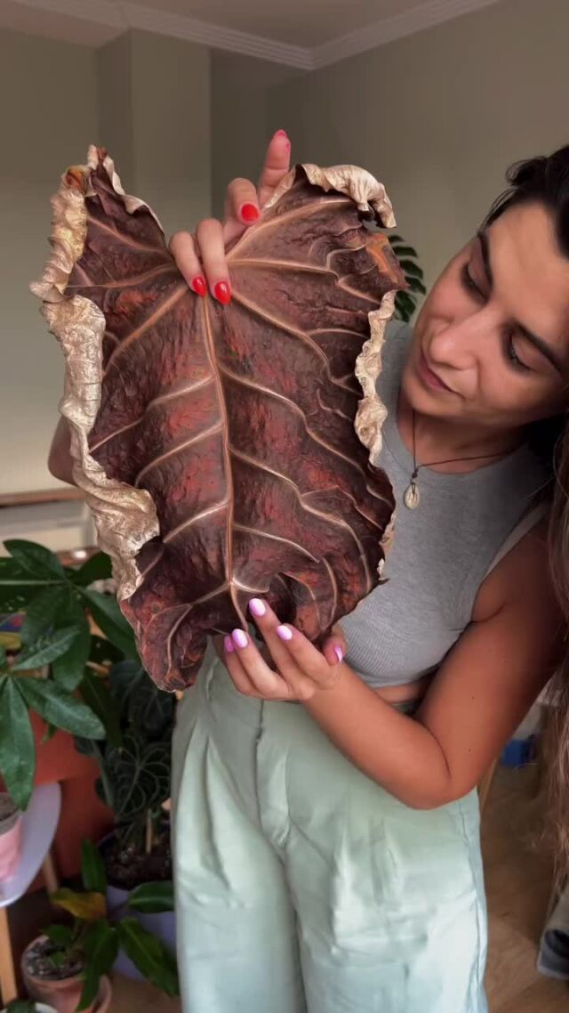 They grow up so fast 🌿🥲⁠
⁠
Which of your plants have you seen change the most? 🌱💚 ⁠
⁠
📷: @plantitiscronica⁠
⁠
#anthurium #AnthuriumRegale #anthuriumaddict #anthuriumluxurians #anthuriums #anthuriumeveryday #PlantStories #peoplewithplants