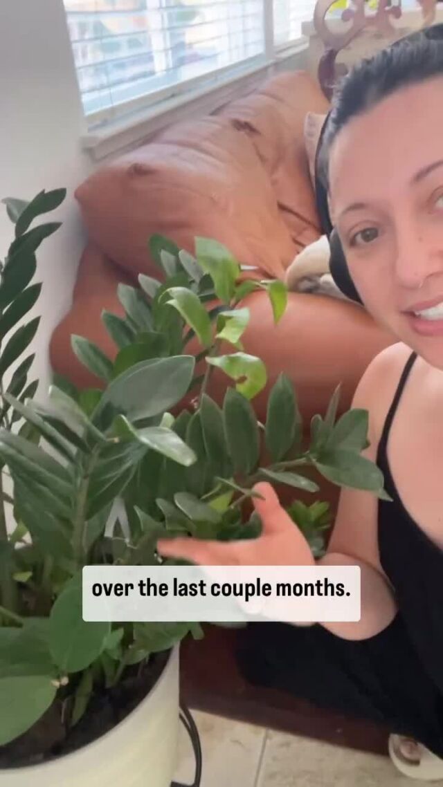 You grow and thrive with your plants 🌱💚 ⁠
⁠
Tag a fellow plant parent who might need a #selfcare ⁠reminder!⁠
⁠
📽️: @simone.stocks.therapy⁠
⁠
#plantparent #takecareofyourself #plantlife #plantmom #plantparenthood #prioritizeyourself #prioritizeyourhealth #plantsmakemehappy #plantsandmentalhealth #planttherapy #peoplewithplants