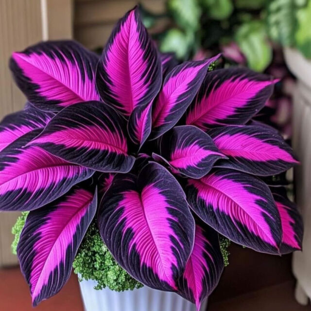 We can't believe these plants are real!⁠
⁠
That's because well, they're not....😅⁠
⁠
Still, these AI-generated plants are inspiring a lot of ideas for our indoor jungle!⁠
⁠
📸: cactoosboy⁠
⁠
#artificialintelligence #plantaesthetics #colorfulplants #aiplants ⁠
#peoplewithplants #plantparent #plantparenthood #plantlover #ihavethisthingwithplants #plantsmakepeoplehappy #plantfluencer #plantgang