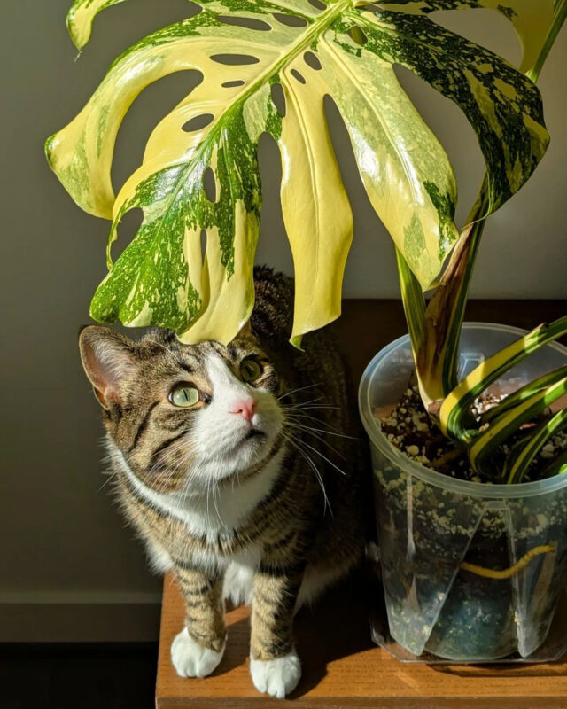 Spotted: a monstera and its fierce bodyguard! 🐾🌿⁠
⁠
If your plants could have a sidekick, what would it be? Drop your answers below! 💬✨⁠
⁠
#HappyMonsteraMonday #monstera #catsandplants #monsterathaiconstellation #thaiconstellation #houseplantsofinstagram #monsteracollection ⁠
⁠
📸: @high.on.aroid
