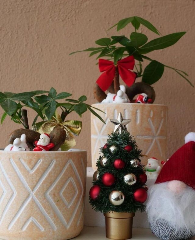 'Tiz the season! Feeling festive yet? 🎄❄️⁠
⁠
📸: @let_grootz⁠
⁠
#christmasplant #christmasgifts #giftideas #giftforhim #giftforher