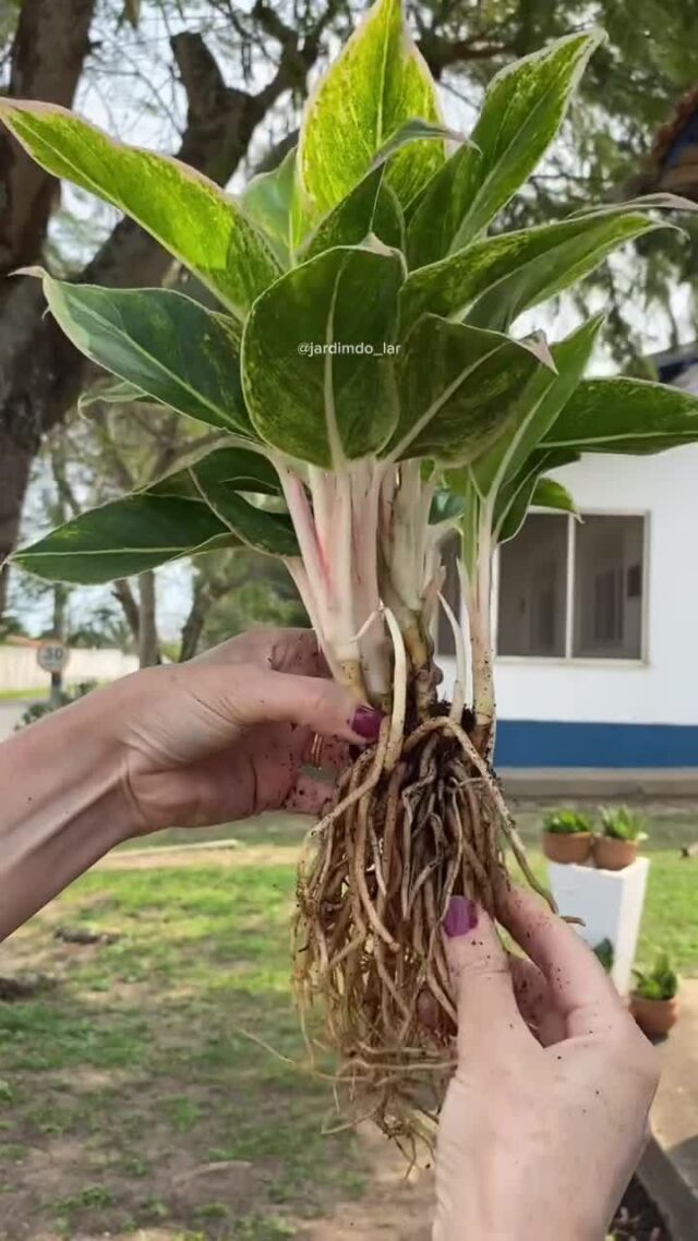 This method is a game-changer! 💚⁠
⁠
Would you try this, or are you a soil-loyalist? 👀👇⁠
⁠
📸: @jardimdo_lar⁠
⁠
#semihydroponics #soilless #plantmagic #plantparent #plantparenthood #plantmom #peoplewithplants #plantcaretips ⁠
⁠